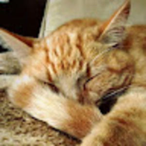 Meet your Posher, Trentkoopman